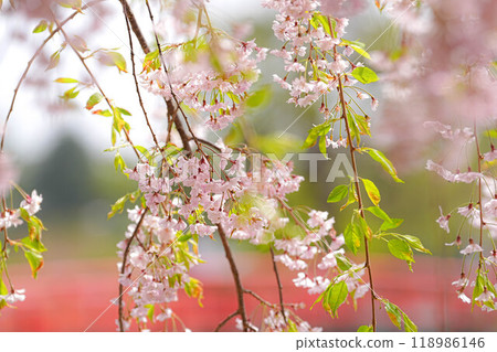 Fern tears Fern tears 118986146