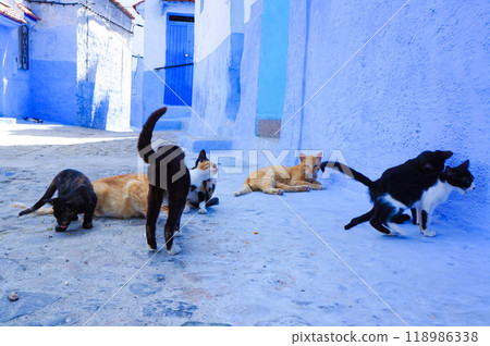 Cat gathering in the streets of Chefchaouen 118986338