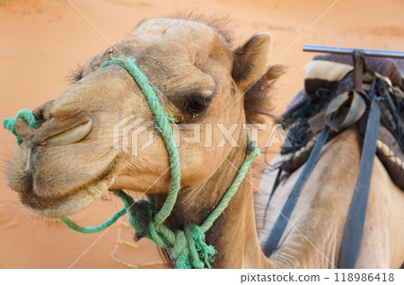 A cute camel taking a rest 118986418
