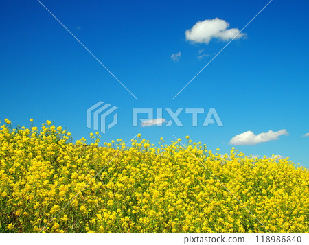 Spring rape blossoms in full bloom on the banks of the Edogawa River 118986840