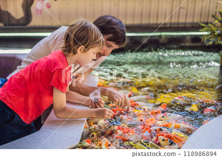 Dad and son feed koi fish. Beautiful koi fish swimming in the pond 118986894