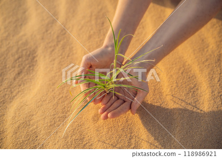Hands holding tree growing in desert, hands growing tree, save the world, environmental problems, cut tree 118986921