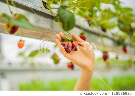 Woman picking strawberries at hydroponic farm in the greenhouse Woman picking strawberries at hydroponic farm in the greenhouse 118986923