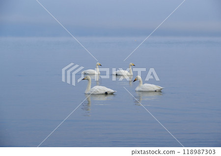 A pair of swans swimming gracefully across the surface of Lake Inawashiro - Ver2 A pair of swans swimming gracefully across the surface of Lake Inawashiro - Ver2 118987303