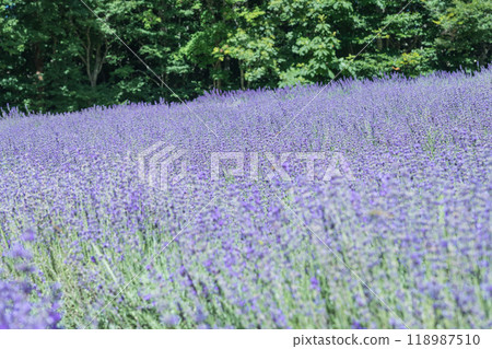[七澤薰衣草田] 118987510