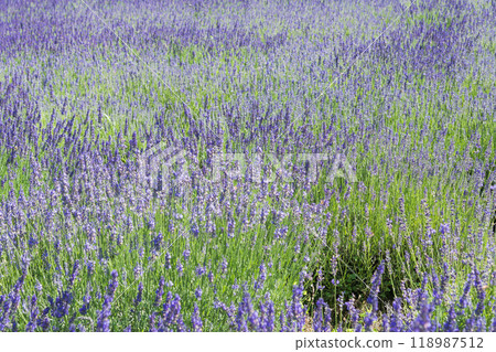 [Lavender Field Grosso] 118987512