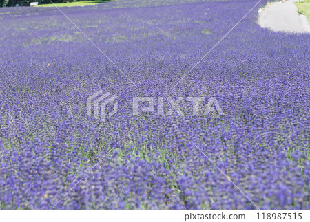 [七澤薰衣草田] 118987515