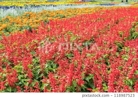 [Flower field] 118987523