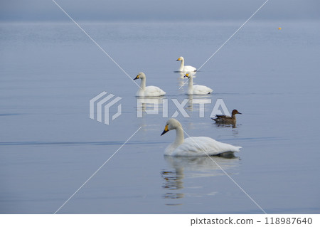 A flock of swans gracefully swimming on the surface of Lake Inawashiro Ver4 118987640