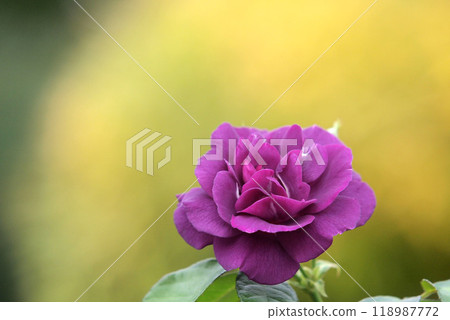 Autumn rose, close-up 118987772