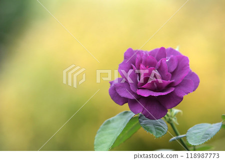 秋玫瑰單特寫 秋玫瑰單特寫 118987773