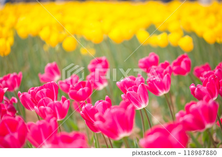 Red tulips in the tulip field 118987880