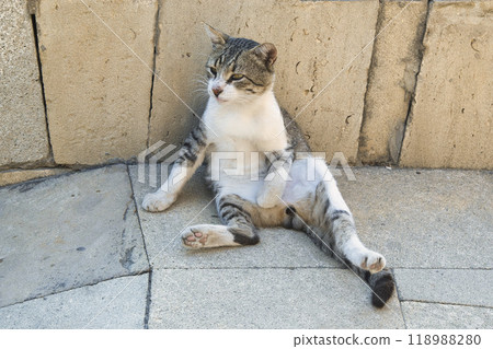 A cat relaxing in the city of Baku A cat relaxing in the city of Baku 118988280