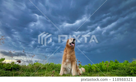 金毛獵犬 118988321