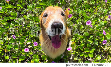 金毛獵犬 118988322