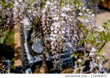 Wisteria in the garden. Wisteria in the garden. 118988657