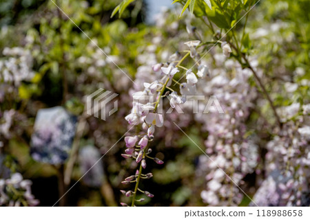 Wisteria in the garden. 118988658