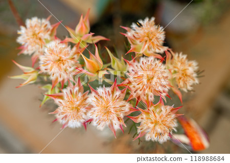 A new girl in the flower garden. 118988684