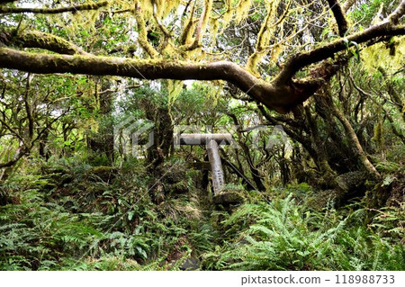 Moss-covered torii gate at Sengen Shrine on Hachijojima Island 118988733