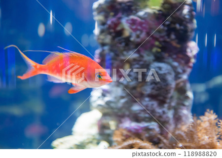 Closeup rose pink freshwater swim in aquarium blue water Closeup rose pink freshwater swim in aquarium blue water 118988820