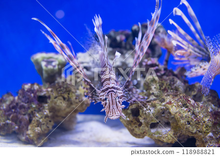 Lionfish fish swim by coral reef rock in aquarium Lionfish fish swim by coral reef rock in aquarium 118988821