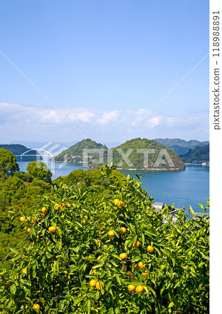 Tobishima Kaido and tangerine fields on Osakishima Island, Hiroshima 118988891