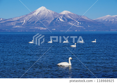 A flock of swans swimming on the surface of Lake Inawashiro with Mount Aizu Bandai in the background 118988925