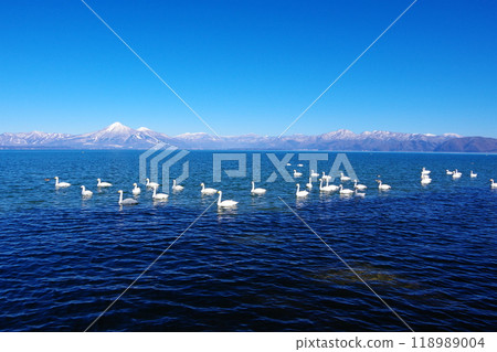 A flock of swans swimming in Lake Inawashiro with the blue sky and Mt. Bandai in the background Ver5 A flock of swans swimming in Lake Inawashiro with the blue sky and Mt. Bandai in the background Ver5 118989004