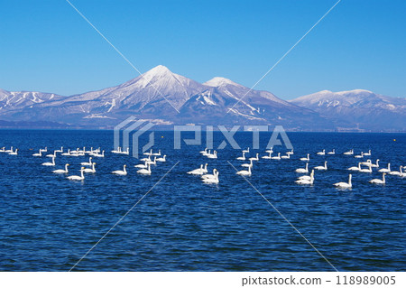 A flock of swans swimming in Lake Inawashiro with the blue sky and Mt. Bandai in the background Ver4 A flock of swans swimming in Lake Inawashiro with the blue sky and Mt. Bandai in the background Ver4 118989005