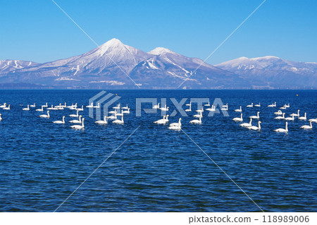 A flock of swans swimming in Lake Inawashiro with the blue sky and Mt. Bandai in the background Ver1 A flock of swans swimming in Lake Inawashiro with the blue sky and Mt. Bandai in the background Ver1 118989006