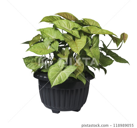 Green plant isolated on a white background. Plant with green leaves with clipping path. 118989055