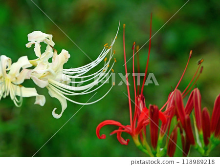 Mandarin saixa Mandarin saixa 118989218