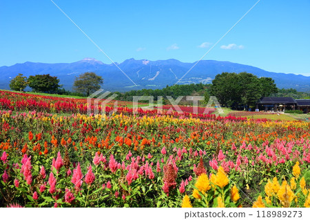 那須花卉世界的雞頭田和那須山脈的秋景 118989273