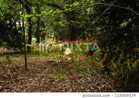 Higanbana花開花 Higanbana花開花 118989324