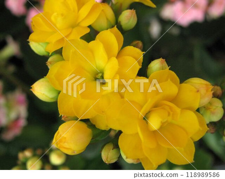 黃色長壽花的特寫 黃色長壽花的特寫 118989586