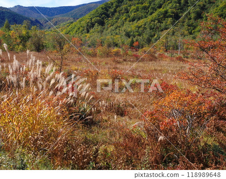 乘鞍高原和一之瀨草原的草被染成了紅色，紫芒在秋天的樹葉中閃閃發光。 118989648