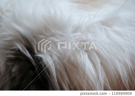 Cat fur texture, close-up. Mixed breed cat between Maine Coon and Scottish Fold. 118989909