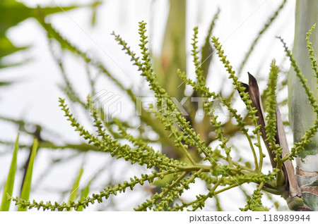 seed of betel palm or betel nut or seed of palm seed of betel palm or betel nut or seed of palm 118989944