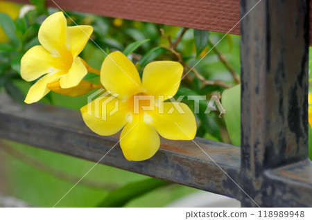 Allamanda cathartica L, Golden trumpet or Allamanda or APOCYNACEAE Allamanda cathartica L, Golden trumpet or Allamanda or APOCYNACEAE 118989948