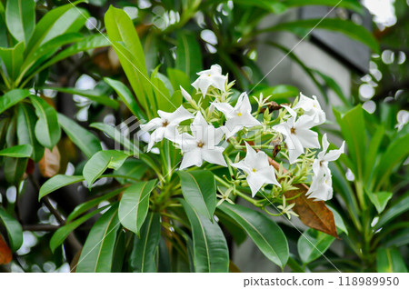 Cerbera Odollam Gaertn or Apocynaceae or pong pong and flowers 118989950