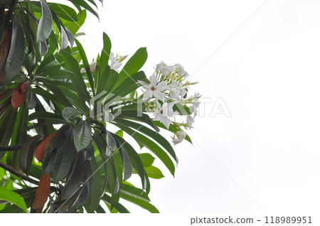 Cerbera Odollam Gaertn or Apocynaceae or pong pong and flowers 118989951