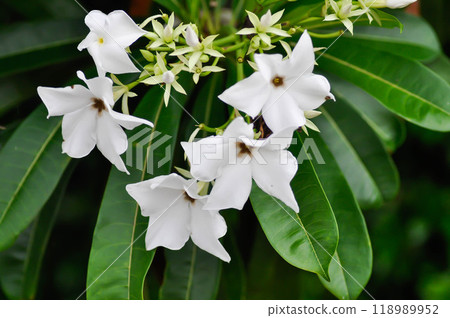 Cerbera Odollam Gaertn or Apocynaceae or pong pong and flowers 118989952