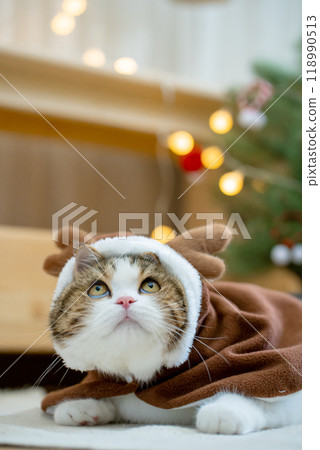 scottish tabby cat in christmas theme cloth during play with new year gift and christmas tree 118990513