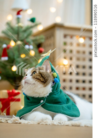scottish tabby cat in christmas theme cloth during play with new year gift and christmas tree 118990516