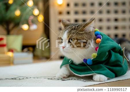 scottish tabby cat in christmas theme cloth during play with new year gift and christmas tree scottish tabby cat in christmas theme cloth during play with new year gift and christmas tree 118990517