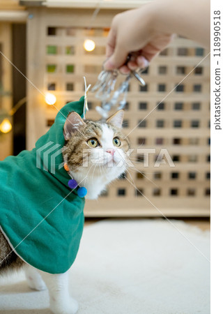 scottish tabby cat in christmas theme cloth during play with new year gift and christmas tree 118990518