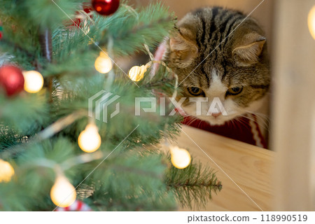 scottish tabby cat in christmas theme cloth during play with new year gift and christmas tree 118990519
