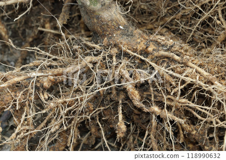 Condition of eggplant roots after cultivation 118990632