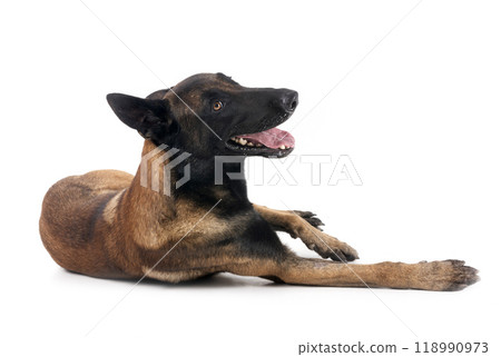 malinois in studio 118990973