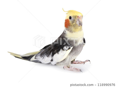 Nymphicus hollandicus in studio 118990976